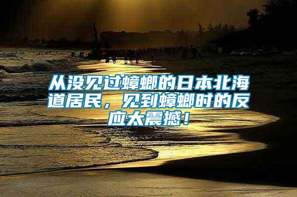 从没见过蟑螂的日本北海道居民，见到蟑螂时的反应太震撼！