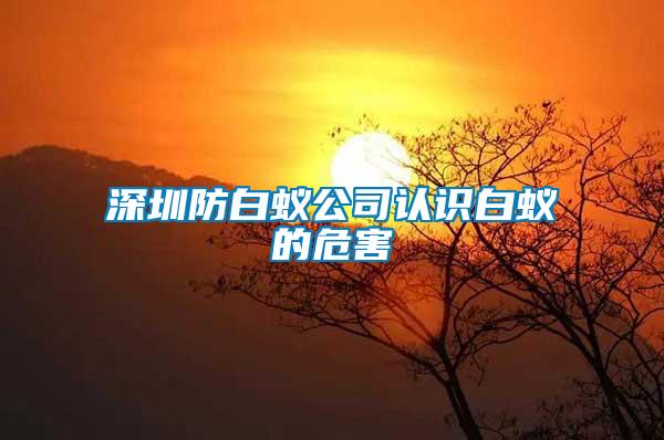 深圳防白蚁公司认识白蚁的危害