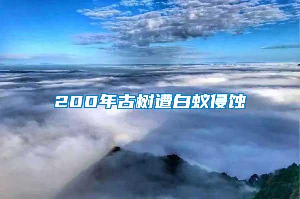 200年古树遭白蚁侵蚀