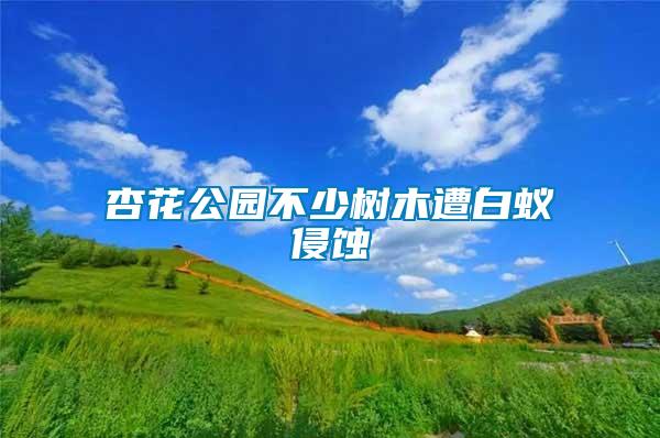 杏花公园不少树木遭白蚁侵蚀