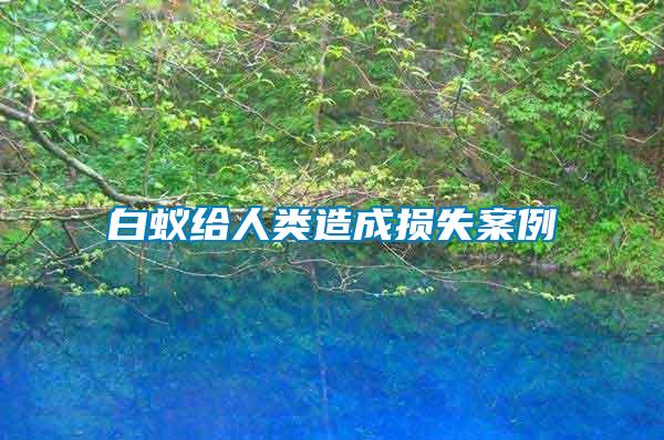 白蚁给人类造成损失案例