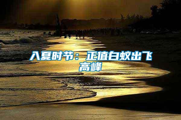 入夏时节：正值白蚁出飞高峰