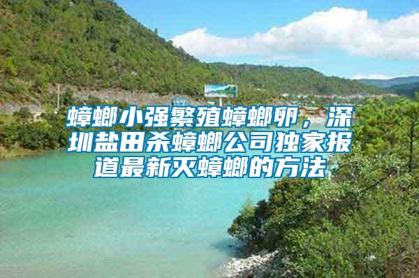 蟑螂小强繁殖蟑螂卵，深圳盐田杀蟑螂公司独家报道最新灭蟑螂的方法