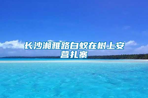 长沙湘雅路白蚁在树上安营扎寨