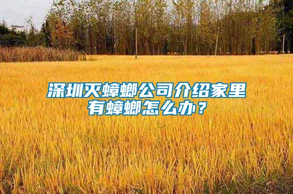 深圳灭蟑螂公司介绍家里有蟑螂怎么办？