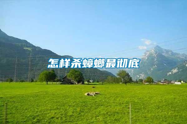 怎样杀蟑螂最彻底