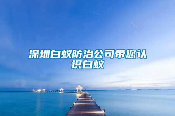 深圳白蚁防治公司带您认识白蚁