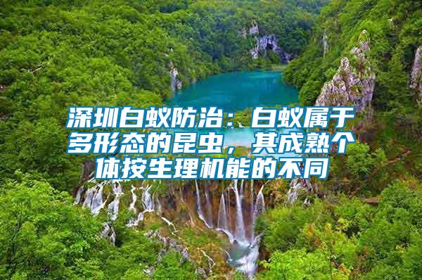 深圳白蚁防治：白蚁属于多形态的昆虫，其成熟个体按生理机能的不同