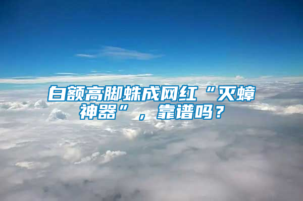 白额高脚蛛成网红“灭蟑神器”，靠谱吗？