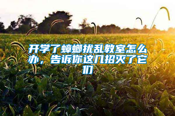 开学了蟑螂扰乱教室怎么办，告诉你这几招灭了它们