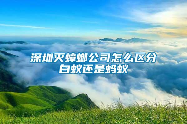 深圳灭蟑螂公司怎么区分白蚁还是蚂蚁