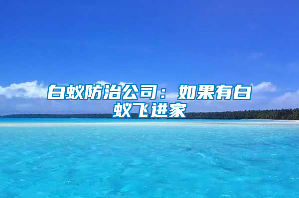 白蚁防治公司：如果有白蚁飞进家