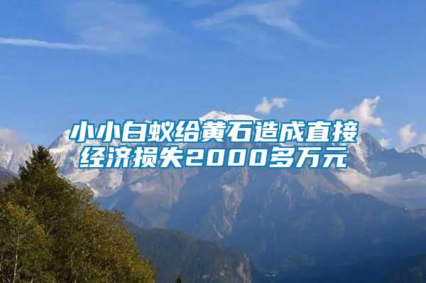 小小白蚁给黄石造成直接经济损失2000多万元