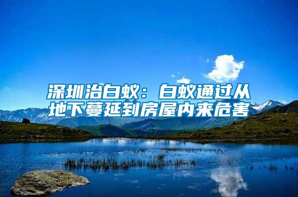 深圳治白蚁：白蚁通过从地下蔓延到房屋内来危害