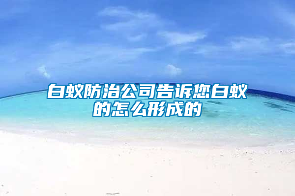 白蚁防治公司告诉您白蚁的怎么形成的