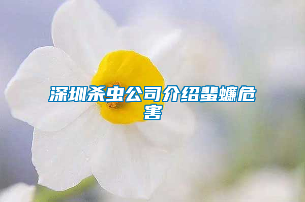 深圳杀虫公司介绍蜚蠊危害