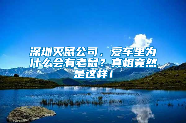 深圳灭鼠公司，爱车里为什么会有老鼠？真相竟然是这样！