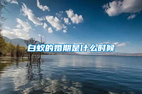 白蚁的婚期是什么时候