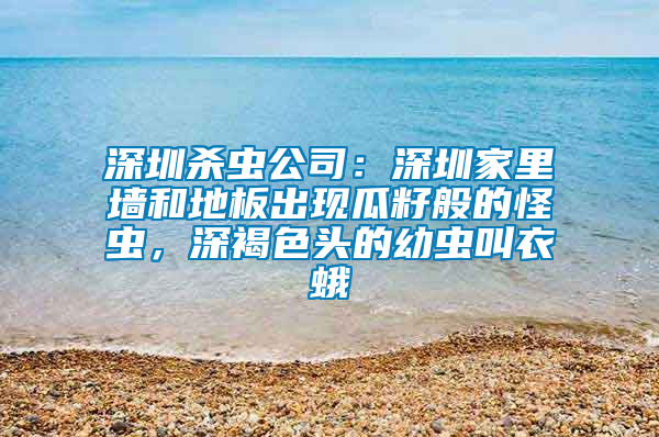 深圳杀虫公司：深圳家里墙和地板出现瓜籽般的怪虫，深褐色头的幼虫叫衣蛾