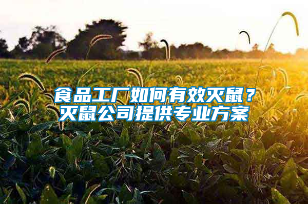 食品工厂如何有效灭鼠？灭鼠公司提供专业方案