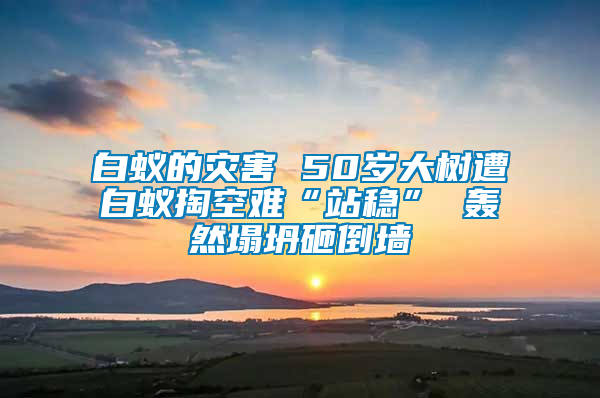 白蚁的灾害 50岁大树遭白蚁掏空难“站稳” 轰然塌坍砸倒墙