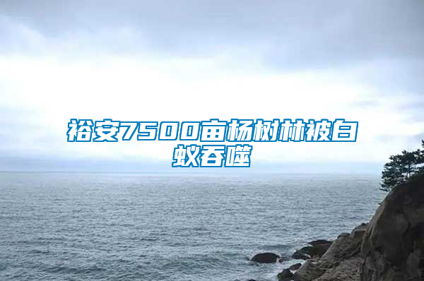 裕安7500亩杨树林被白蚁吞噬