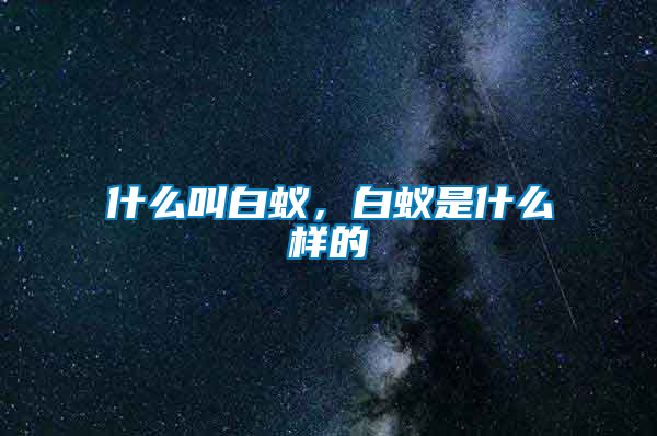 什么叫白蚁，白蚁是什么样的