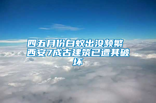 四五月份白蚁出没频繁 西安7成古建筑已遭其破坏