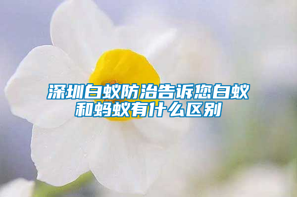 深圳白蚁防治告诉您白蚁和蚂蚁有什么区别