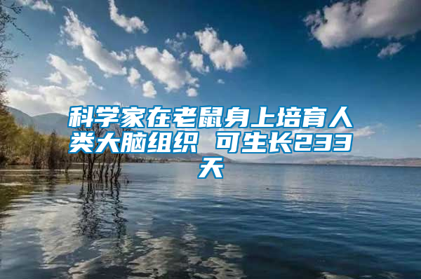 科学家在老鼠身上培育人类大脑组织 可生长233天