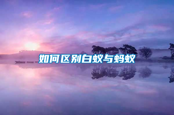 如何区别白蚁与蚂蚁