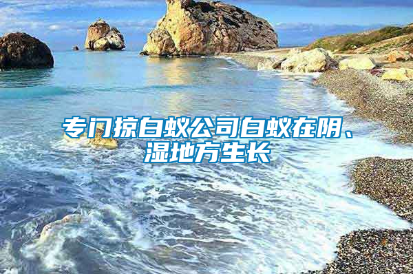 专门掠白蚁公司白蚁在阴、湿地方生长