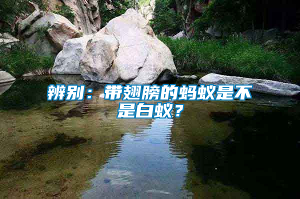 辨别：带翅膀的蚂蚁是不是白蚁？