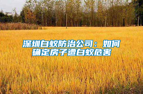 深圳白蚁防治公司：如何确定房子遭白蚁危害